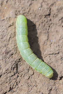 Little green worm/caterpillar  Geotagged,Spring,United States
