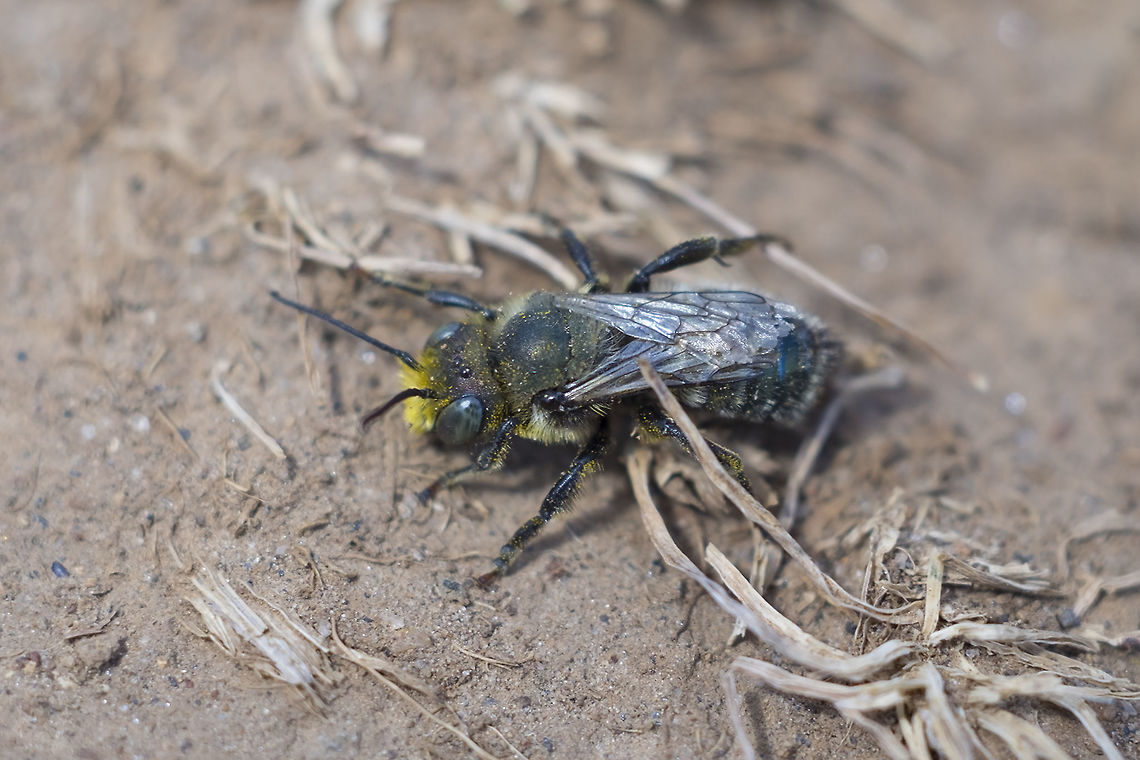 Mason bee - Osmia sp.  Geotagged,Spring,United States