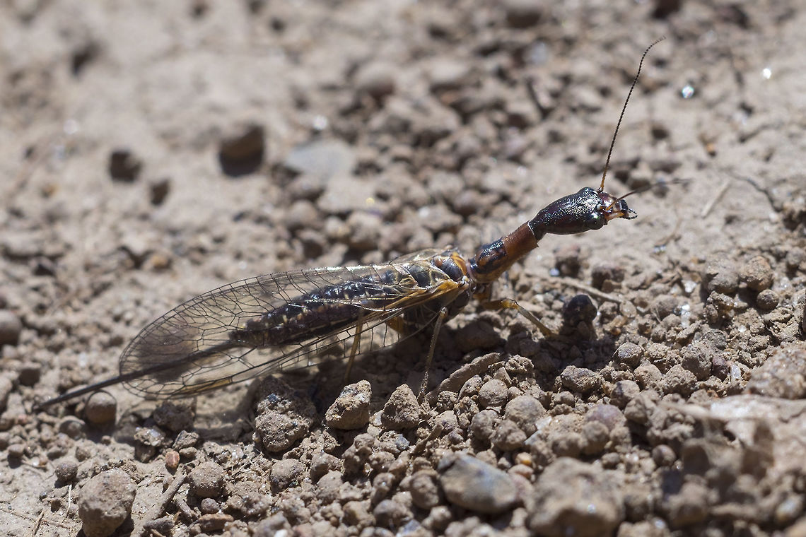 Snakefly - Agulla sp. I've narrowed this down to Agulla herbsti or Agulla assimilis <br />
with herbsti having a shorter stigma as the differentiator... <br />
the only photos I could find are dried, pinned specimens,  https://www.zoology.ubc.ca/~biodiv/entomology_archive/Raphidioptera/Raphidiidae/<br />
I have a hard time finding much physical difference between the two... Agulla,Geotagged,Raphidiidae,Raphidioptera,Snakefly,Spring,United States