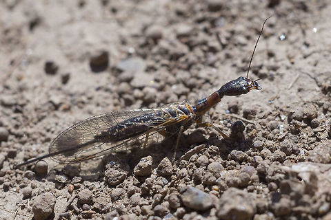 Snakefly - Agulla sp. I've narrowed this down to Agulla herbsti or Agulla assimilis 
with herbsti having a shorter stigma as the differentiator... 
the only photos I could find are dried, pinned specimens,  https://www.zoology.ubc.ca/~biodiv/entomology_archive/Raphidioptera/Raphidiidae/
I have a hard time finding much physical difference between the two... Agulla,Geotagged,Raphidiidae,Raphidioptera,Snakefly,Spring,United States