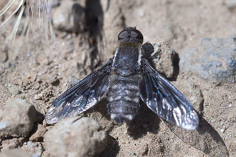 Bee fly - Hemipenthes eumenes  Geotagged,Hemipenthes eumenes,Spring,United States