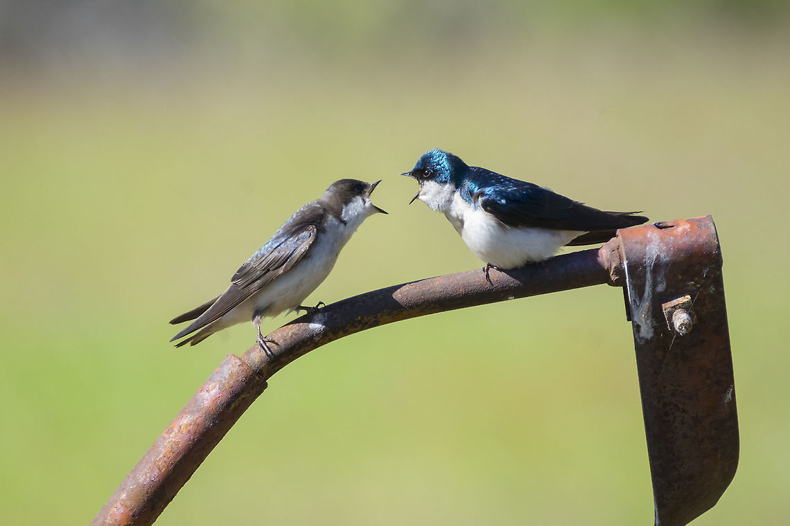 Tree Swallows - Male (right) and Female I think the nestlings were pretty much ready to be kicked out to fend for themselves, but they couldn&#039;t resist still trying to get just one more meal from mama. Geotagged,Spring,Tachycineta bicolor,Tree Swallow,United States