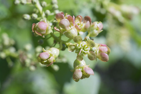 Wild cherry? I can't find a variety of wild cherry or choke cherry that doesn't have white flowers.... but will these flowers mature to be white maybe? 
These flowers were on a medium sized tree.  Geotagged,Spring,United States