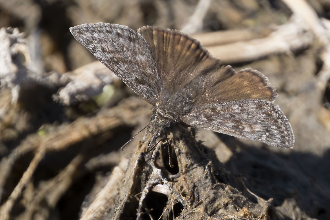 Duskywing skipper  Erynnis persius,Persius Duskywing