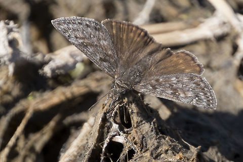 Duskywing skipper  Erynnis persius,Persius Duskywing