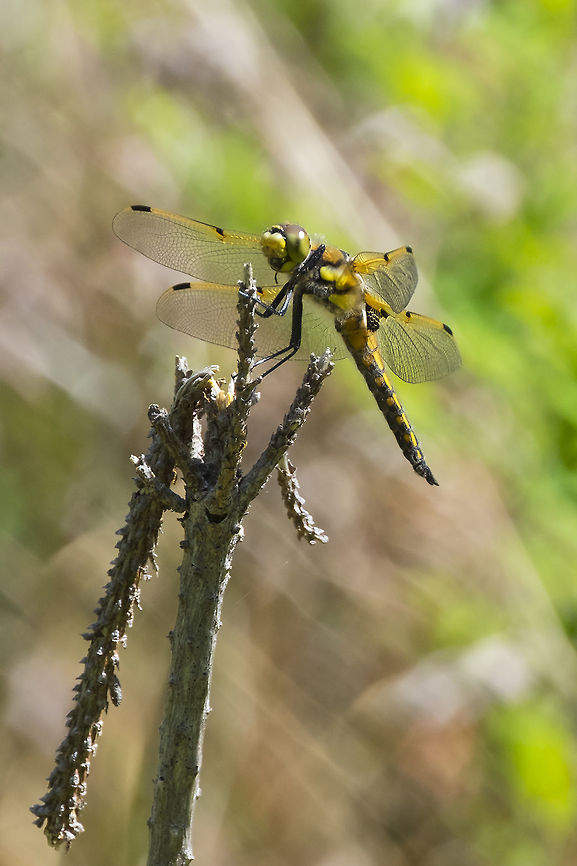 4 spotted skimmer  Four-spotted chaser,Geotagged,Libellula quadrimaculata,Spring,United States