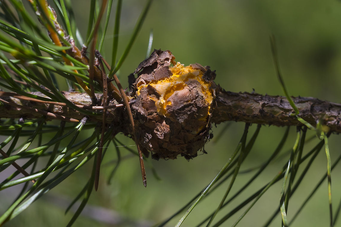 Pine-Gall Rust  Endocronartium harknessii,Geotagged,Pine-pine gall rust,Spring,United States