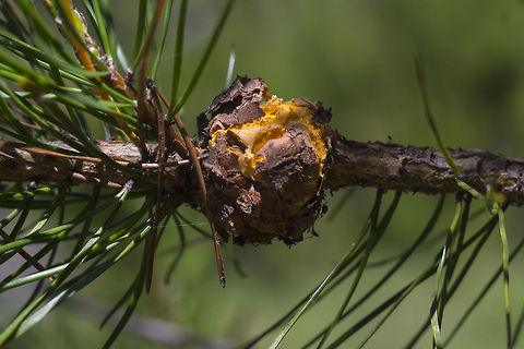Pine-Gall Rust  Endocronartium harknessii,Geotagged,Pine-pine gall rust,Spring,United States