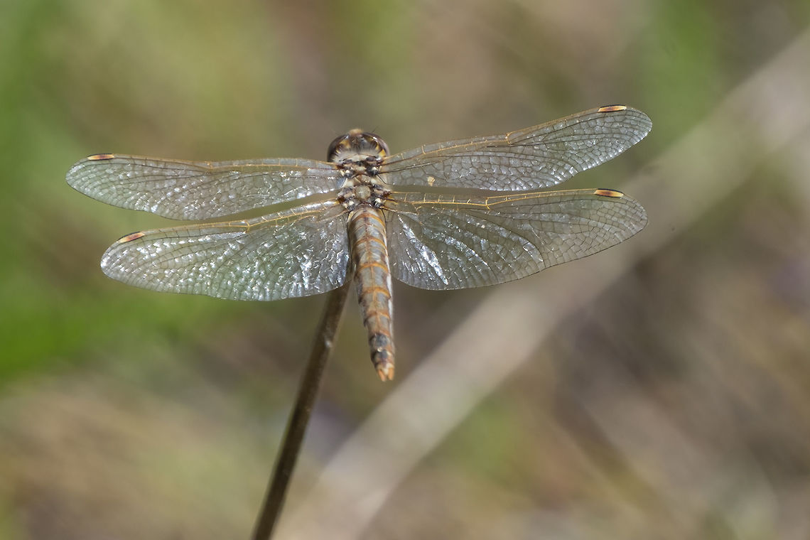 Dragonfly  Geotagged,Spring,United States