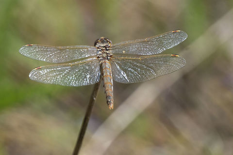 Dragonfly  Geotagged,Spring,United States