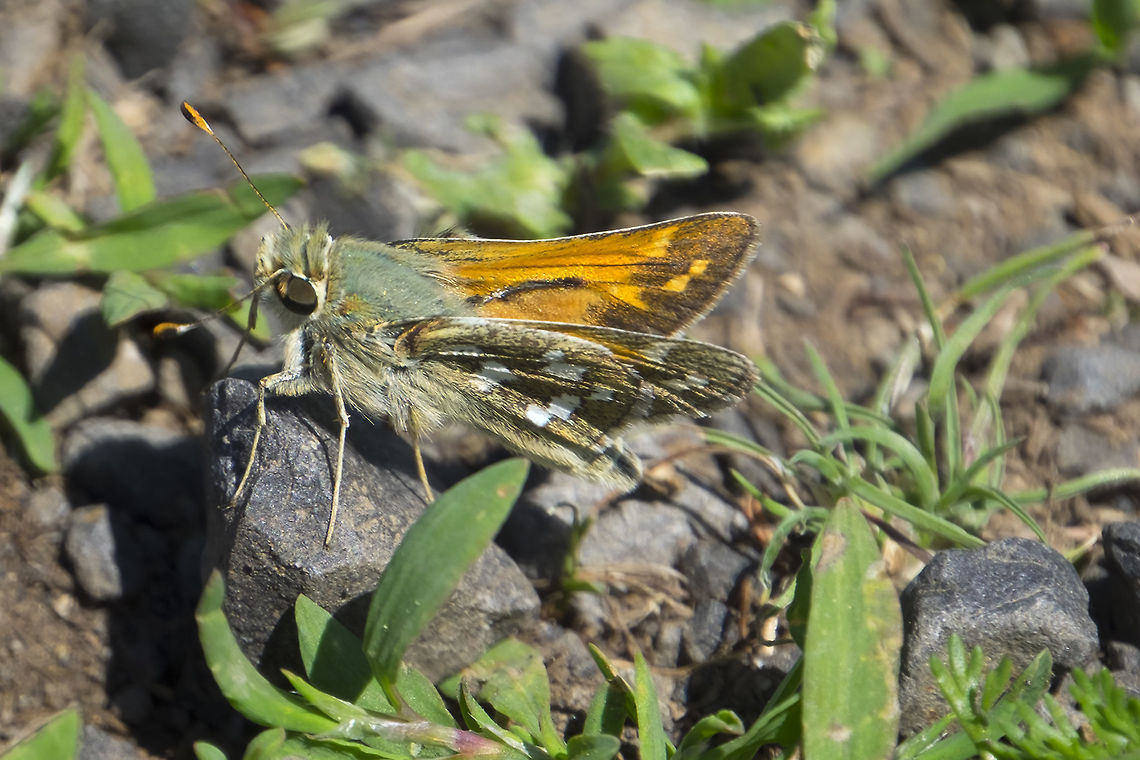 Juba skipper  Geotagged,Hesperia juba,Spring,United States