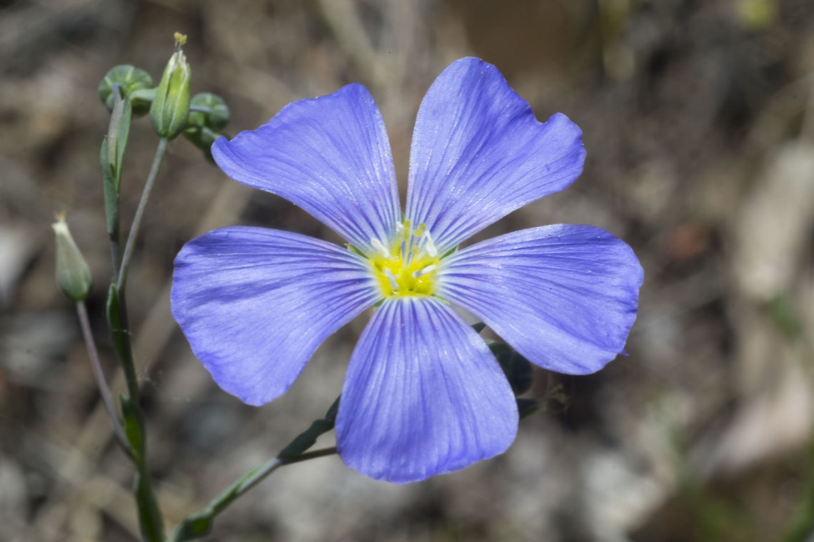 Western Blue Flax  Geotagged,Linum lewisii,Spring,United States,lewisii