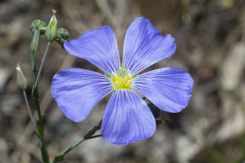 Western Blue Flax  Geotagged,Linum lewisii,Spring,United States,lewisii
