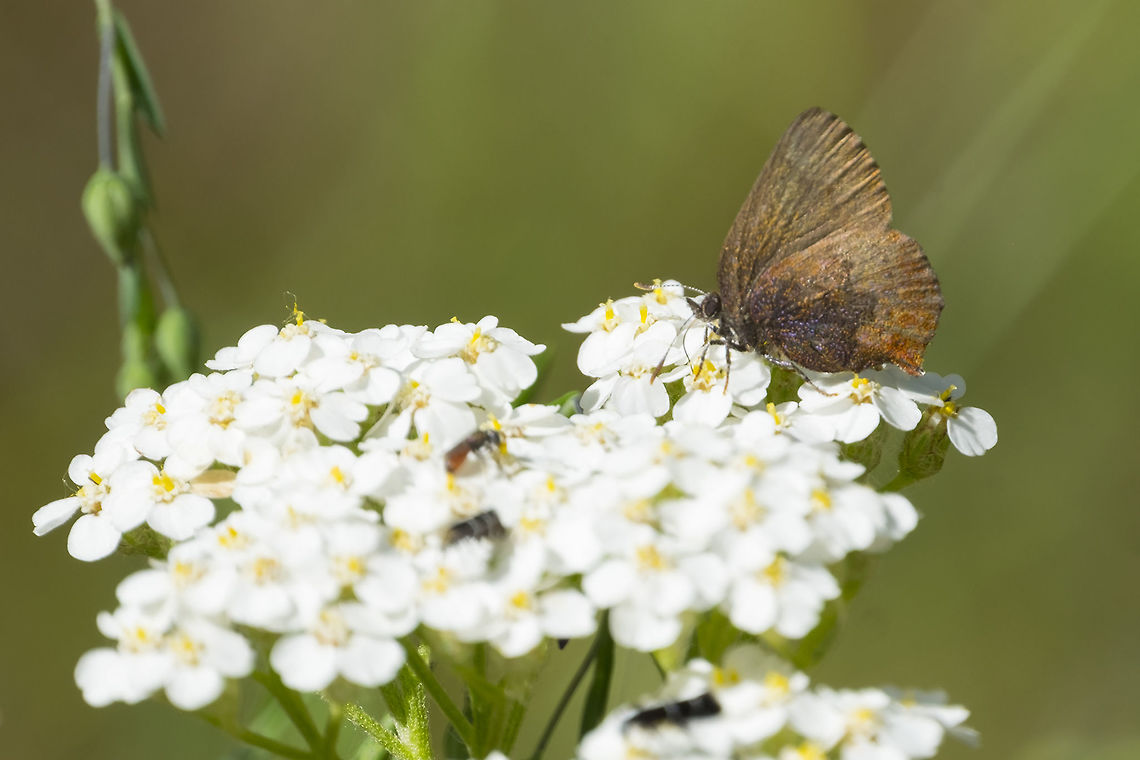 Brown elfin  Callophrys augustinus,Geotagged,Spring,United States