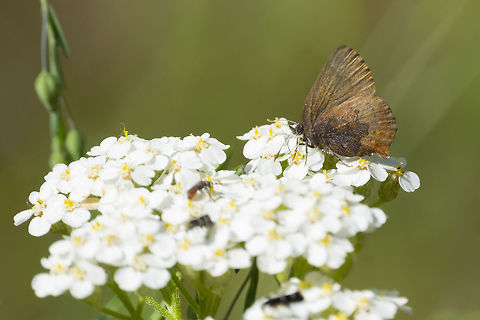Brown elfin  Callophrys augustinus,Geotagged,Spring,United States
