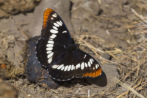 lorquin's admiral - dorsal pattern Want to see butterflies? Go somewhere where people ride horses.... butterflies seem to love, love, love horse poop...  Geotagged,Limenitis lorquini,Lorquins admiral,Spring,United States