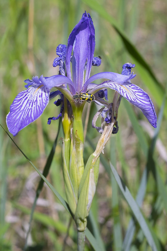 Rocky Mountain Iris  Geotagged,Iris missouriensis,Rocky Mountain iris,Spring,United States