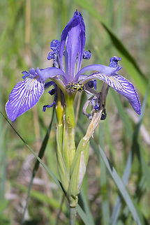 Rocky Mountain Iris  Geotagged,Iris missouriensis,Rocky Mountain iris,Spring,United States