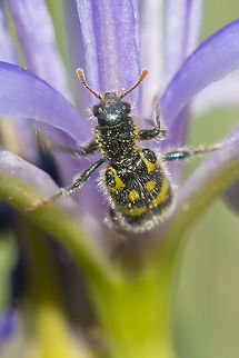 Ornate checkered beetle  Cleridae,Geotagged,Ornate Checkered Beetle,Spring,Trichodes,Trichodes ornatus,United States