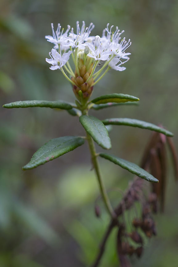 Western Labrador tea  Geotagged,Rhododendron columbianum,Spring,United States,Western Labrador tea