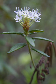 Western Labrador tea  Geotagged,Rhododendron columbianum,Spring,United States,Western Labrador tea