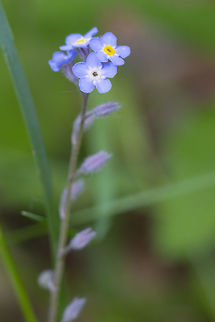 Field forget-me-not  Geotagged,Myosotis arvensis,Spring,United States
