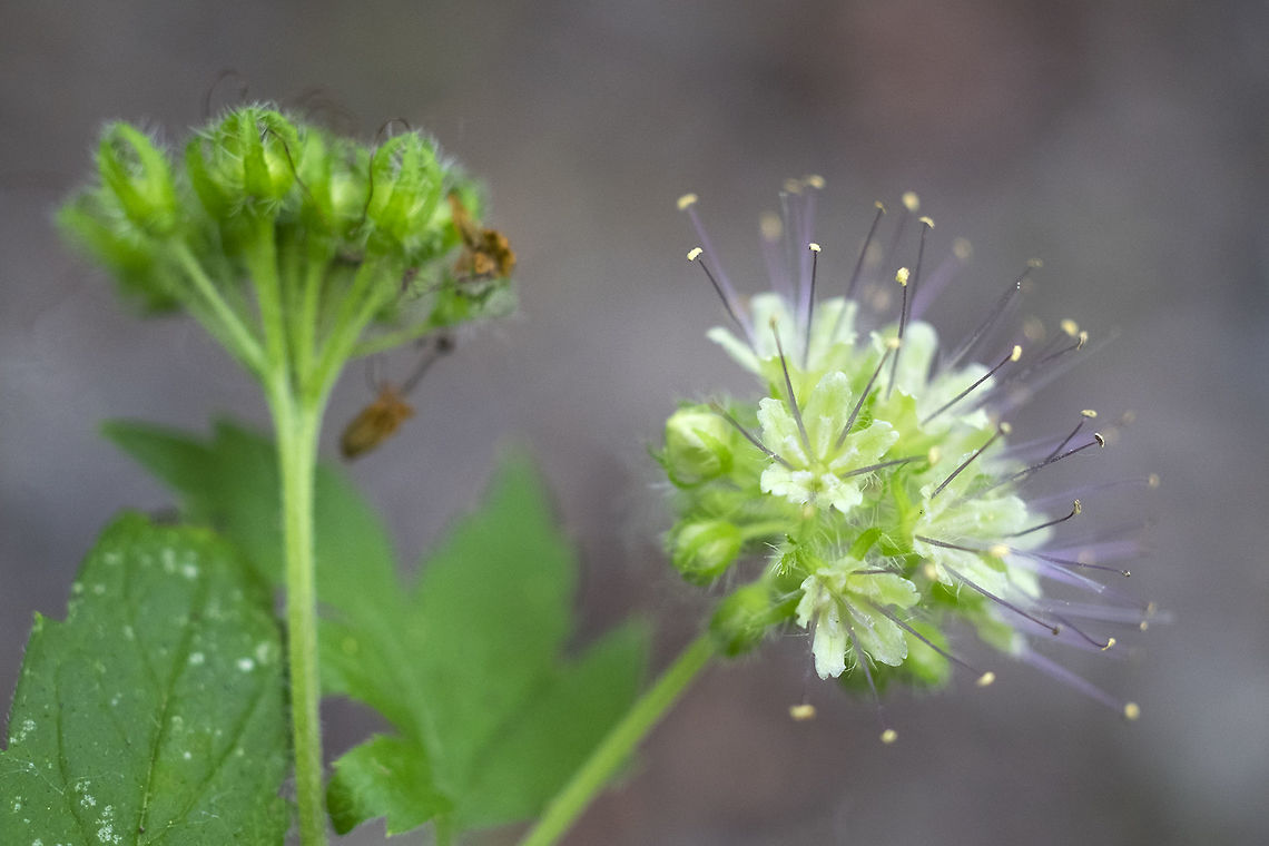 Pacific Waterleaf can have either green or purple flowers Geotagged,Hydrophyllum tenuipes,Spring,United States