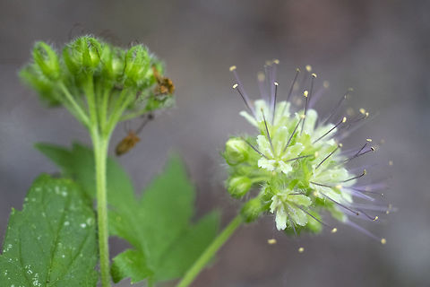 Pacific Waterleaf can have either green or purple flowers Geotagged,Hydrophyllum tenuipes,Spring,United States