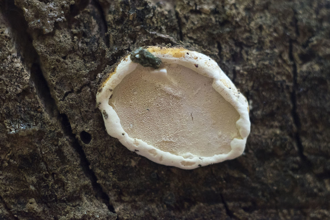 Young polypore This will probably develop into a bracket eventually, but this one is still very small Geotagged,Spring,United States