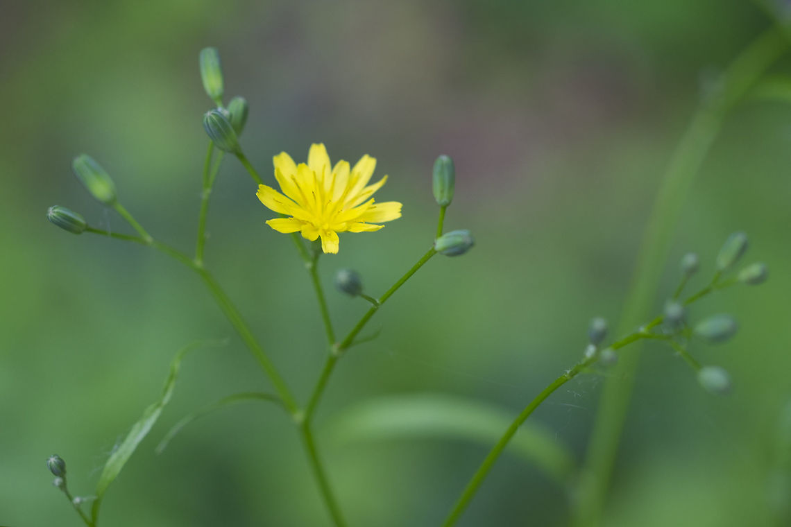Wall hawkweed  Geotagged,Hieracium murorum,Spring,United States