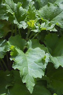 Burdock This is a weed here in the US, but I have fond memories of it - we used to play with the leaves when I was a kid, pretending to be elephants. Of course it's got it's uses too - the root is edible and if it's anything like Japanese burdock, tasty.  Arctium lappa,Geotagged,Spring,United States