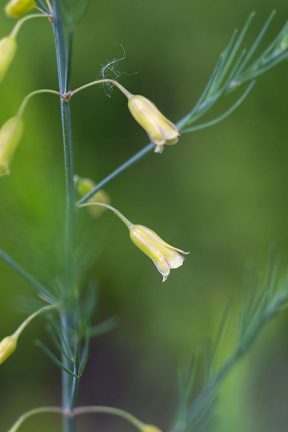 Tiny yellow bells Hmmm - not having much luck finding this one... the foliage was a bit dill like - wispy fronds, but it didn&#039;t have umbels as flowers like things in the carrot family - it&#039;s got little yellow bells branching right off of the stem. I pinched off a few leaves - no odor at all. Growing in a disturbed/weedy area. Asparagus,Asparagus officinalis,Geotagged,Spring,United States