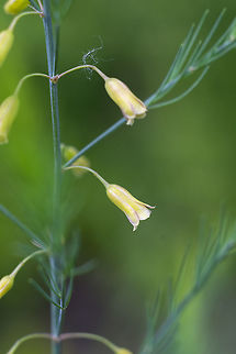 Tiny yellow bells Hmmm - not having much luck finding this one... the foliage was a bit dill like - wispy fronds, but it didn't have umbels as flowers like things in the carrot family - it's got little yellow bells branching right off of the stem. I pinched off a few leaves - no odor at all. Growing in a disturbed/weedy area. Asparagus,Asparagus officinalis,Geotagged,Spring,United States