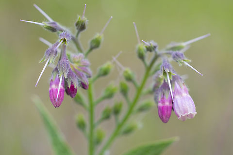 common comfrey  Common comfrey,Geotagged,Spring,Symphytum officinale,United States