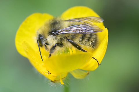 Yellow fronted bumblebee  Bombus flavifrons,Geotagged,Spring,United States,bombus flavirons