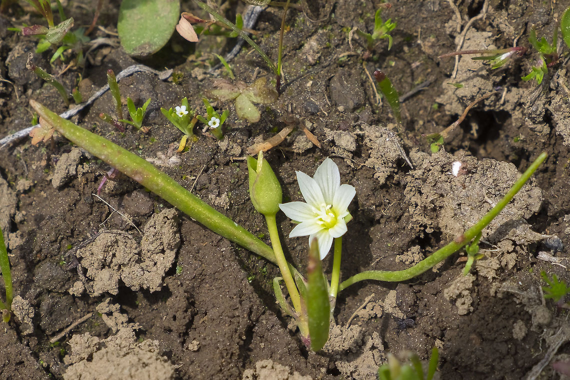 Threadleaf Lewis  Geotagged,Lewisia triphylla,Spring,United States