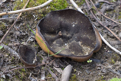 Bleach cup Related to morels - and a good indicator that there may be some around - yum... Saw lots of these yesterday and gathered up about 2 quarts of several types of morels. Unfortunately, we're going to get a weird weather pattern it is going to snow!! at this elevation this weekend. I do wonder if that will spell the end for the morel season....  Disciotis venosa,Geotagged,Spring,United States