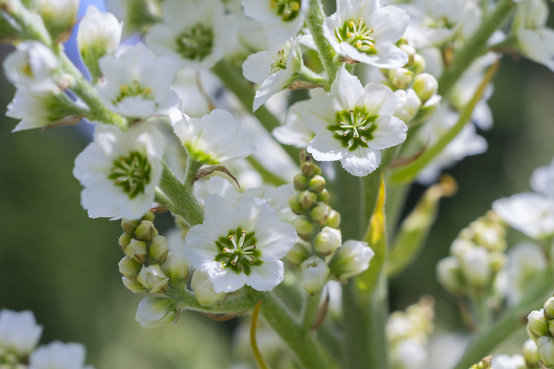 California Corn Lily  Geotagged,Spring,United States,Veratrum californicum