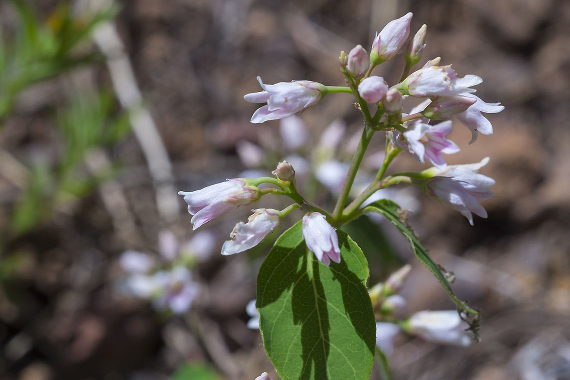 Mountain Snowberry  Geotagged,Spring,Symphoricarpos oreophilus,United States