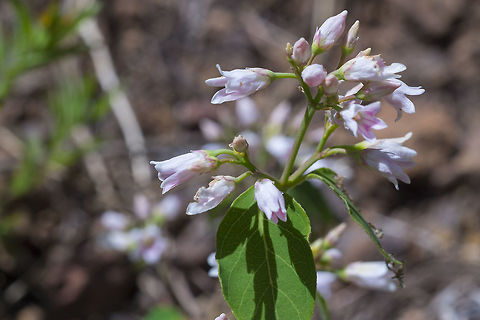 Mountain Snowberry  Geotagged,Spring,Symphoricarpos oreophilus,United States