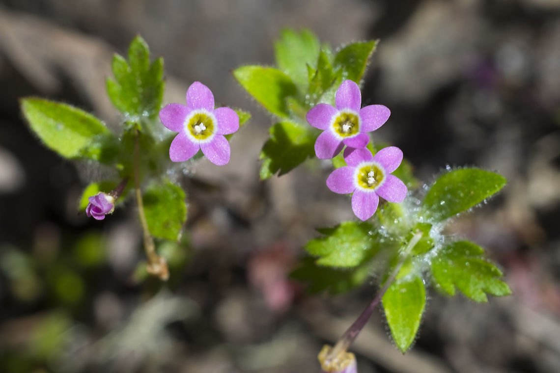 varied-leaf mountain-trumpet  Collomia heterophylla,Geotagged,Summer,United States