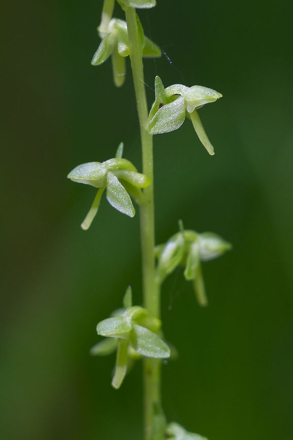 slender bog orchid  Geotagged,Platanthera stricta,Summer,United States,slender bog orchid