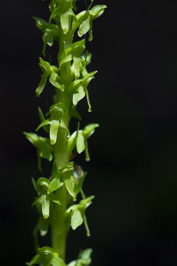 Alaska rein orchid  Geotagged,Piperia unalascensis,Slender-spire orchid,Summer,United States