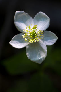 Columbian Windflower  Anemone deltoidea,Columbian windflower,Geotagged,Summer,United States