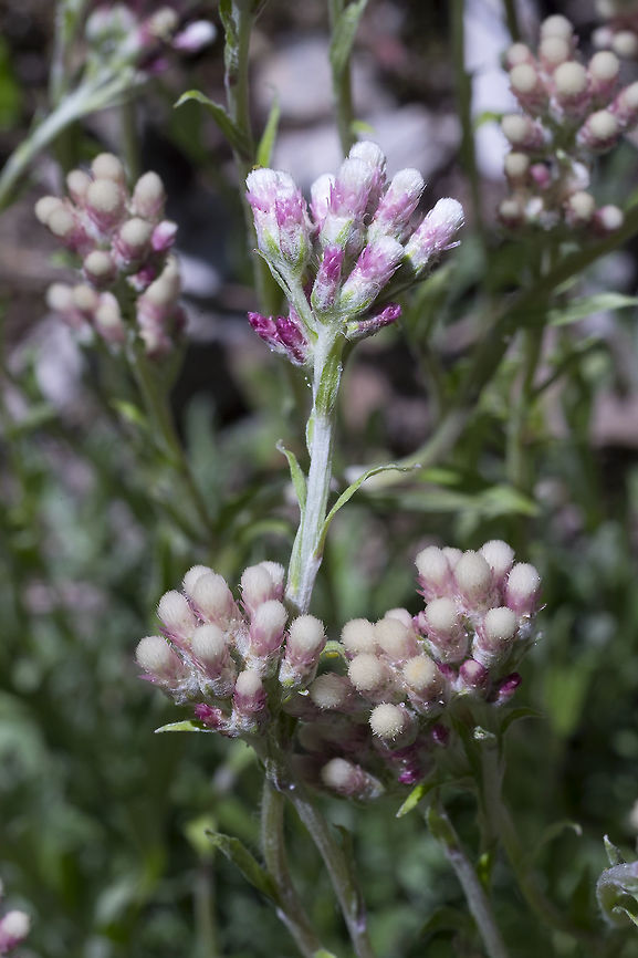 Rosy Pussytoes  Antennaria rosea,Geotagged,Rosy pussytoes,Summer,United States