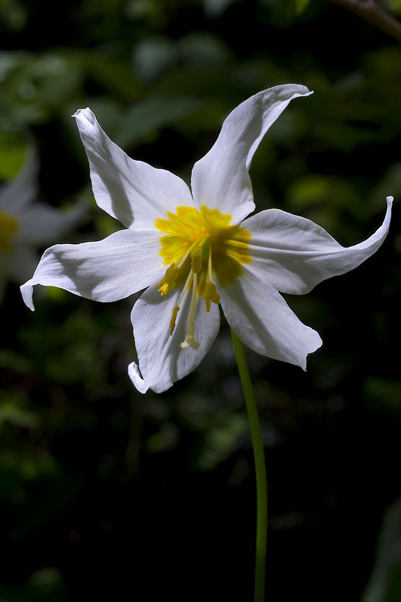 White avalanche lily  Erythronium montanum,Geotagged,Summer,United States,white avalanche lily