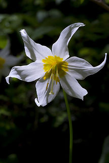 White avalanche lily  Erythronium montanum,Geotagged,Summer,United States,white avalanche lily