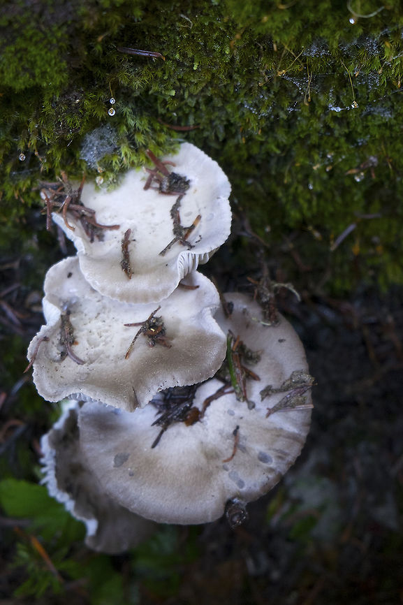 snowbank Lyophyllum one of a few spring mushrooms that thrive in melting snow Clitocybe glacialis,Geotagged,Summer,United States