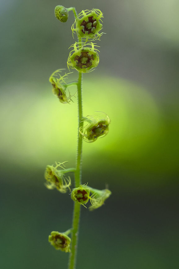 five-stamen bishop's-cap  Mitella pentandra
