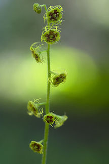 five-stamen bishop's-cap  Mitella pentandra